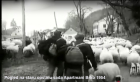 Stara-opstina-sada-apartmani-Brko